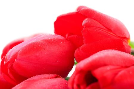 Red tulips with drops macro, backgroundの写真素材