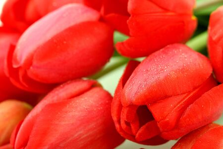Red tulips with drops macro, backgroundの写真素材