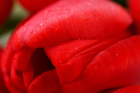 Red tulip with drops macro, backgroundの写真素材