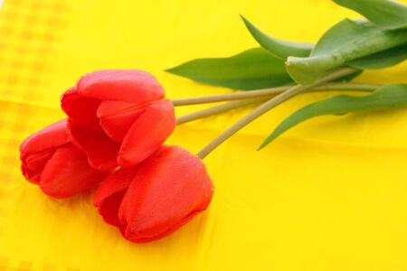 Red tulip with drops of dew on a yellow napkinの写真素材