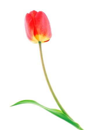 Red tulip with drops of dew on a white backgroundの写真素材