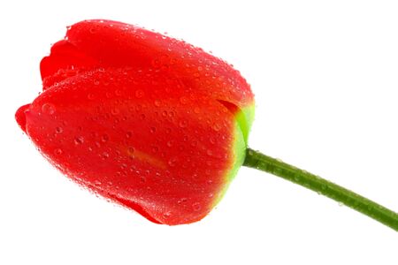 Red tulip with drops of dew on a white backgroundの写真素材