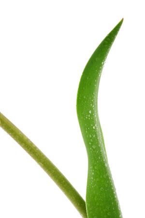 Green leaf with drops, isolated on whiteの写真素材