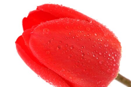 Red tulip with drops of dew on a white backgroundの写真素材