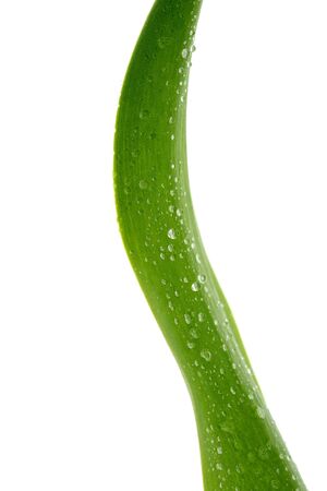 Green leaf with drops, isolated on whiteの写真素材