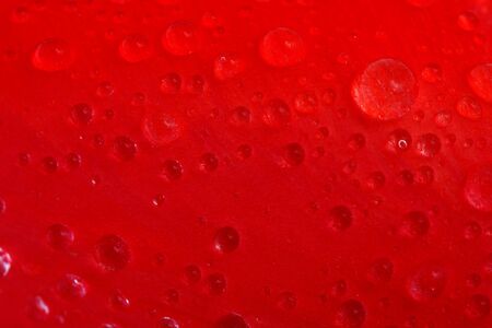 Red tulip with drops macro, backgroundの写真素材