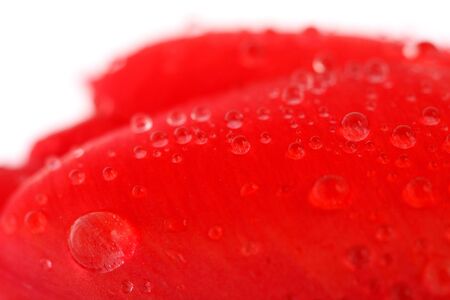 Red tulip with drops macro, backgroundの写真素材
