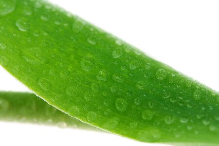 Green leaf with drops, isolated on whiteの写真素材
