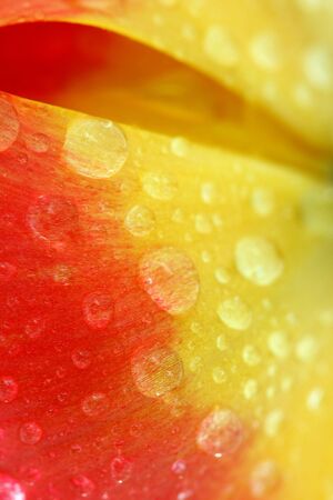 Red tulip with drops macro, backgroundの写真素材