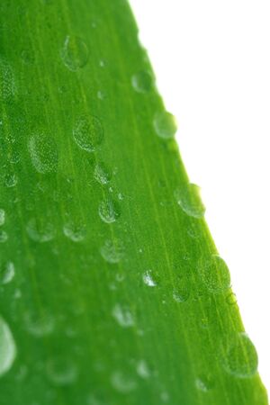 Green leaf with drops, isolated on whiteの写真素材