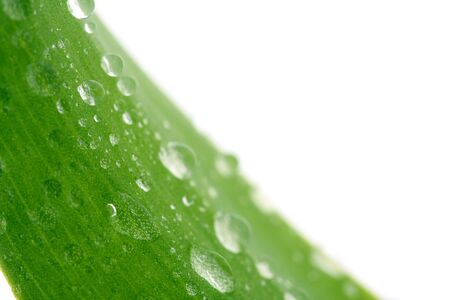 Green leaf with drops, isolated on whiteの写真素材