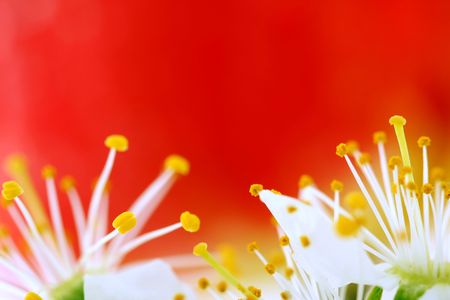cherry blossom on red backgroundの写真素材