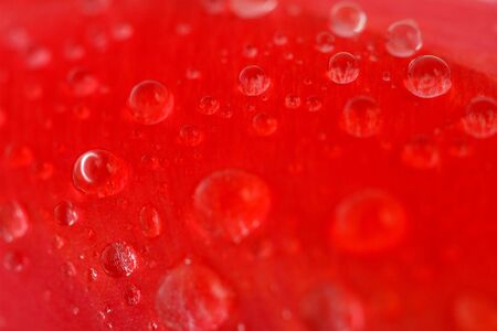 Red tulip with drops macro, backgroundの写真素材