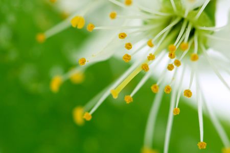 cherry blossom on green backgroundの写真素材