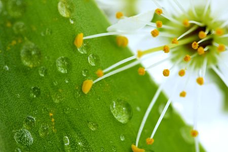 Cherry blossom on green leaf backgroundの写真素材