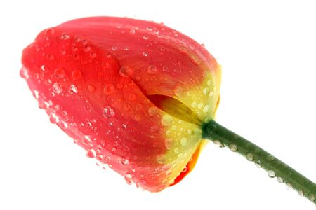 Red tulip with drops of dew on a white backgroundの写真素材