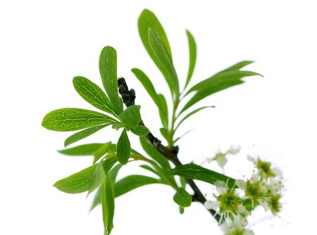 Branch with new fresh leaves on white background の写真素材