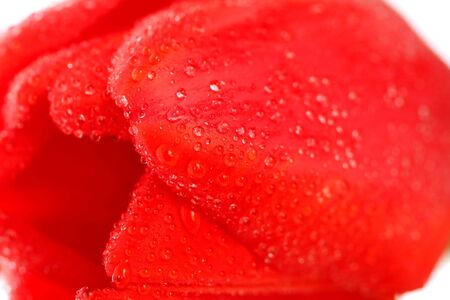 Red tulip with drops macro, backgroundの写真素材