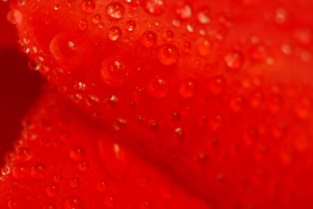 Red tulip with drops macro, backgroundの写真素材
