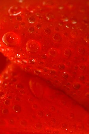 Red tulip with drops macro, backgroundの写真素材