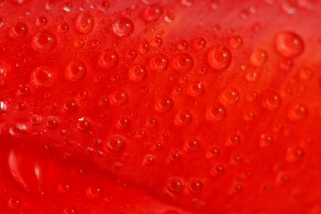 Red tulip with drops macro, backgroundの写真素材