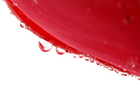 Red tulip with drops macro, backgroundの写真素材