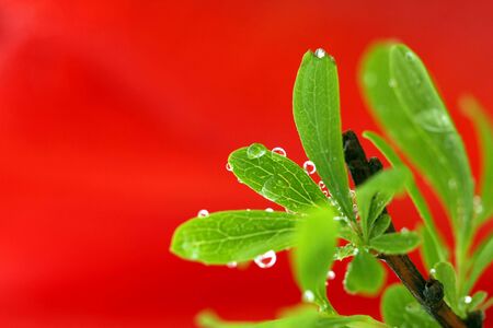 Green leaf with drops, on red backgroundの写真素材