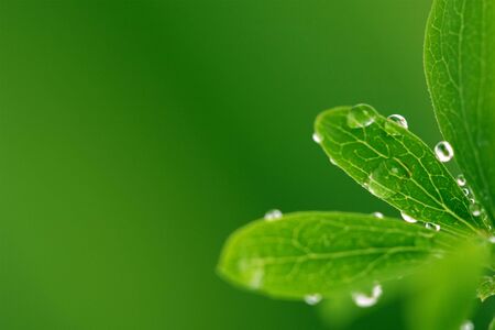 Green leaf with drops, on green backgroundの写真素材