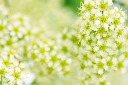 Spring blossom, floral background 2の写真素材