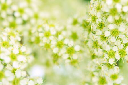 Spring blossom, floral background 3の写真素材