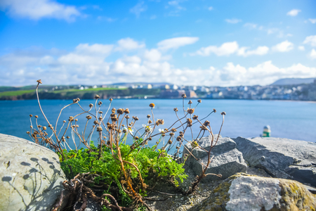 Small dried flower on the top  of Peel Castle's wall with the view of coastline at the background, Isle of Manのeditorial素材