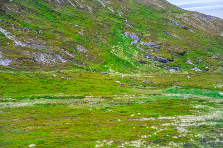 Beautiful landscape green grass field of Norway with norwegian reindeers herd from distanceの写真素材
