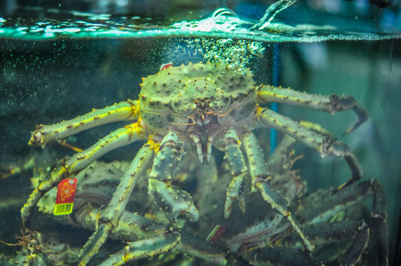 Big crab selling at the Norwegen market in the city of Bergen - Norway,  Europe