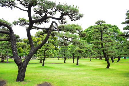 A park full with green trees in front of Imperial Palace, Tokyo, Japanの写真素材
