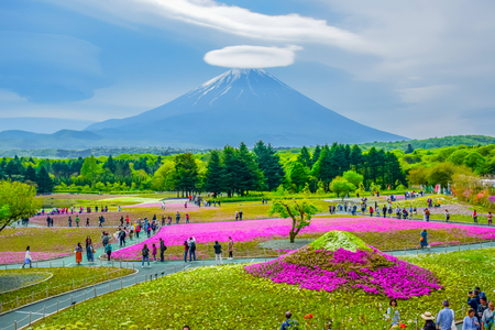 Mount Fuji view behind colorful flower field at Fuji Shibazakura moss phlox Fastival in Kawaguchiko, Japanのeditorial素材