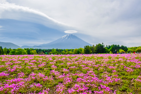 Mount Fuji view behind colorful flower field at Fuji Shibazakura moss phlox Fastival in Kawaguchiko, Japanのeditorial素材