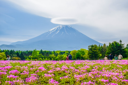 Mount Fuji view behind colorful flower field at Fuji Shibazakura moss phlox Fastival in Kawaguchiko, Japanのeditorial素材