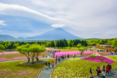 Mount Fuji view behind colorful flower field at Fuji Shibazakura moss phlox Fastival in Kawaguchiko, Japanのeditorial素材