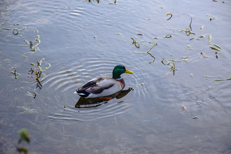 Mallard duck swimming in the River Coln that flows through Bibury village in Cotswold district, Gloucestershire, England, UKの写真素材