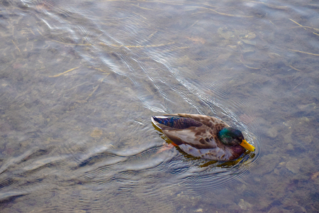 Mallard duck swimming in the River Coln that flows through Bibury village in Cotswold district, Gloucestershire, England, UKの写真素材