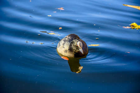 Duck swimming in the Serpentine lake in Hyde Park, London, United Kingdomの写真素材