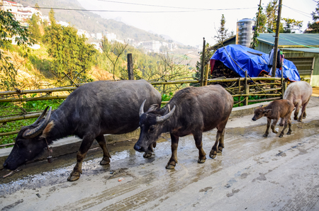 Buffaloes are walking on the small street in urban countryside with green hill and mountain in backgroundの写真素材