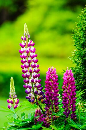 Blooming pink purple flowers in the green natural garden during spring time seasonの写真素材