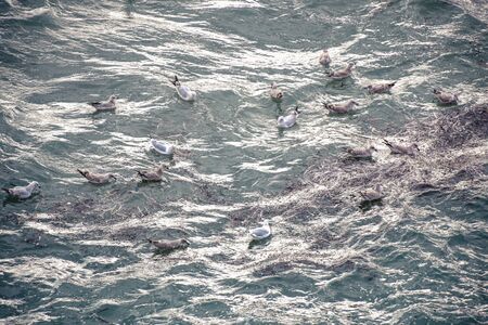 Seagulls (birds) are floating and swimming at the sea water surface finding its fish and preyの写真素材