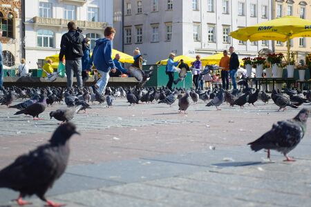 Children playing with pigeon at Town Square in the center of Krakow Old Town, Polandのeditorial素材