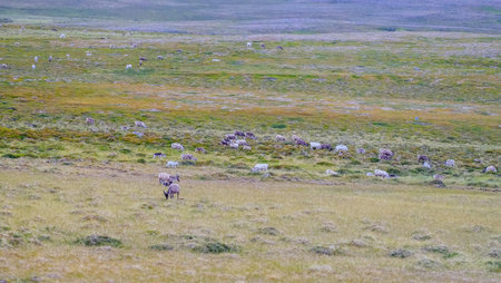 Herd of Reindeers eating grass and feeding in the field at countryside of Norwayの写真素材