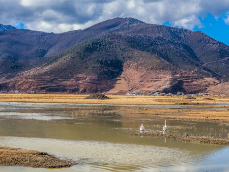 Napahai Grassland Scenic Area And Napahai Lake Surrounded by Snow-Capped Mountain In Shangri-La, Yunnan, Chinaの写真素材