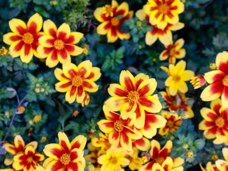 A vibrant bed of yellow and red pansies basking in the sunlight, creating a cheerful and colorful displayの写真素材
