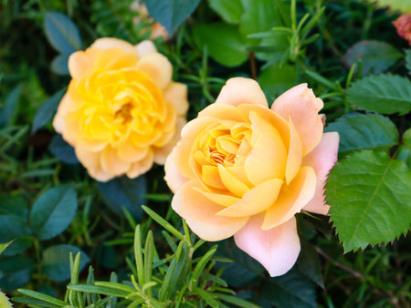 Close-up of beautiful yellow and peach roses blooming in a lush green garden, showcasing delicate petals and vibrant natural colorsの写真素材