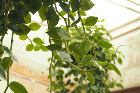 indoor gardenの写真素材